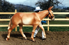 1998/1999 Other Reserve Champion