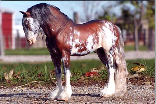 2025 MEPSA Draft Breed Reserve Grand Champion - Deloyer Daedalus owned by Ardith Carlton