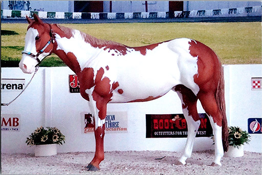 2025 MEPSA Stock Breed Reserve Grand Champion - Tiger Lily owned by Cindy Turner