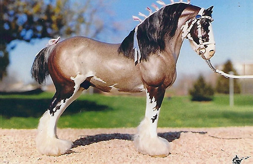 2025 MEPSA Draft Breed Reserve Grand Champion - Thunder in Paradise owned by Ardith Carlton