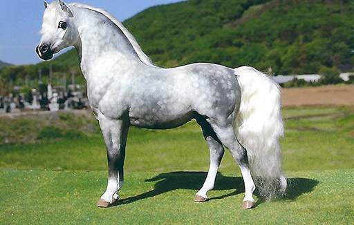 2025 MEPSA Pony Breed Reserve Grand Champion - Wickenden Osprey owned by Ardith Carlton