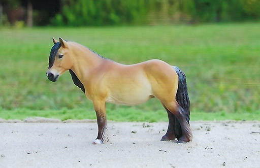 2025 MEPSA Gender Grand Champion - Stargazer owned by Jennifer Cole