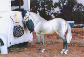 2008 Other Breed Reserve Champion