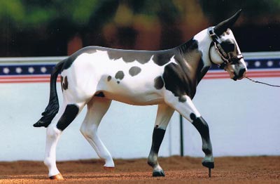 2010 Other Breed Champion