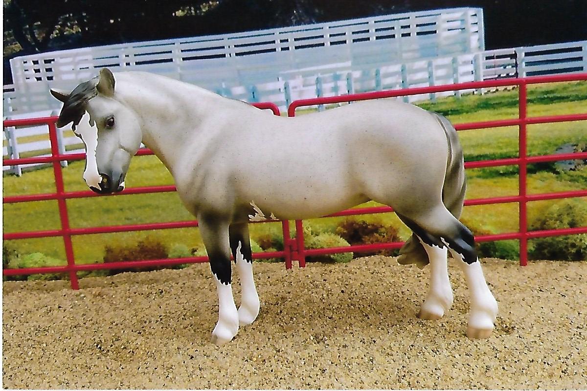 2022 Pony Breed Reserve Champion