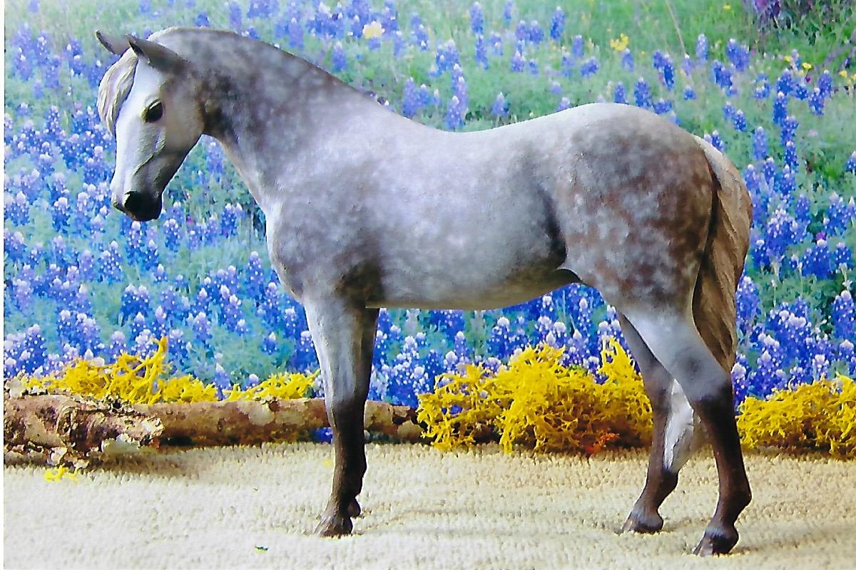 2022 Pony Breed Reserve Champion